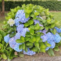 hortensia planta 18